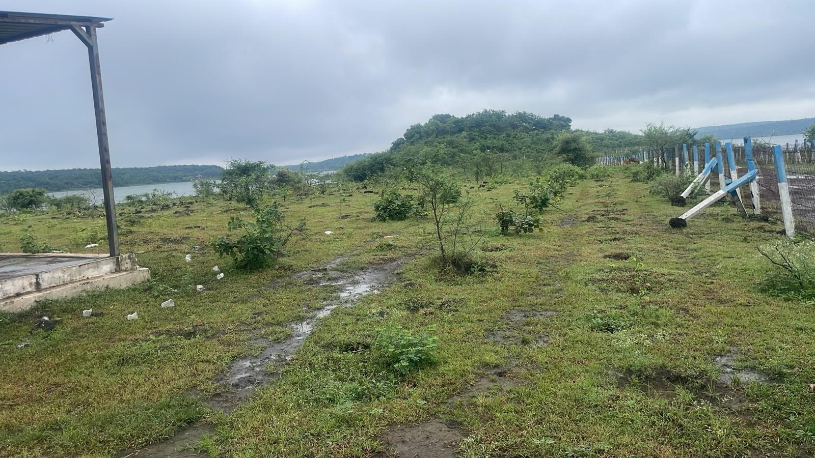 Bhopal News: कालियासोत में अधूरा पौधारोपण: मशीन से खोदे गए गड्ढे, कई जगह पौधे नदारद