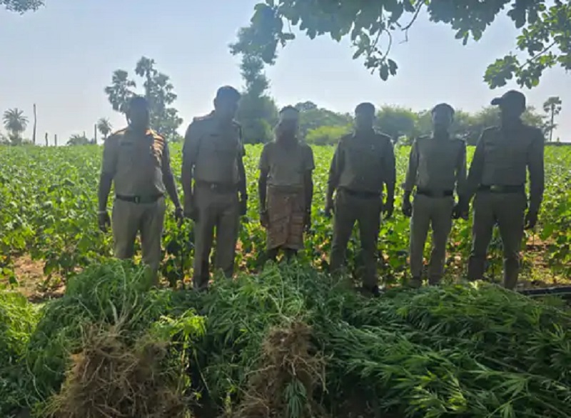 MP News: एक करोड़ के गांजे के पौधे जब्त, 4 थानों की टीम ने दो खेतों में दी दबिश
