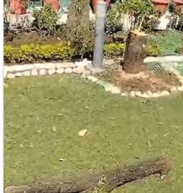 Bhopal News: वीआईपी सुरक्षा के बीच चंदन का पेड़ चोरी, वरिष्ठ आईएएस के बंगले में घुसे चोर