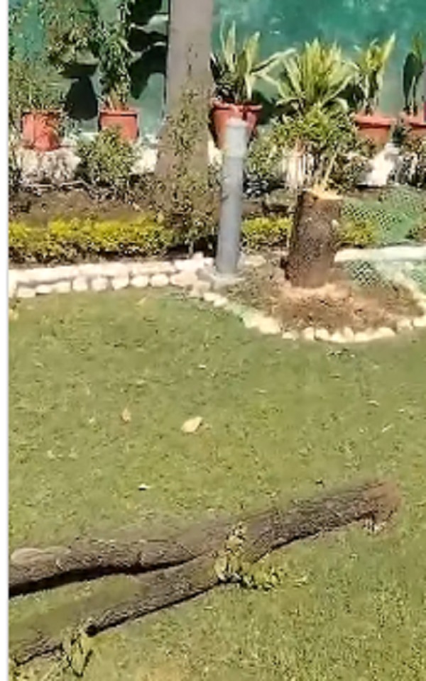 Bhopal News: वीआईपी सुरक्षा के बीच चंदन का पेड़ चोरी, वरिष्ठ आईएएस के बंगले में घुसे चोर